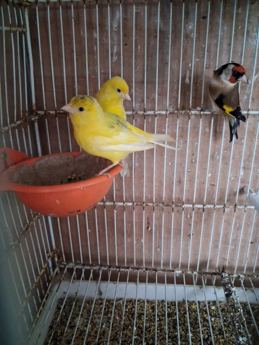 Canary hen and cock finch and race pigeons - Image 1