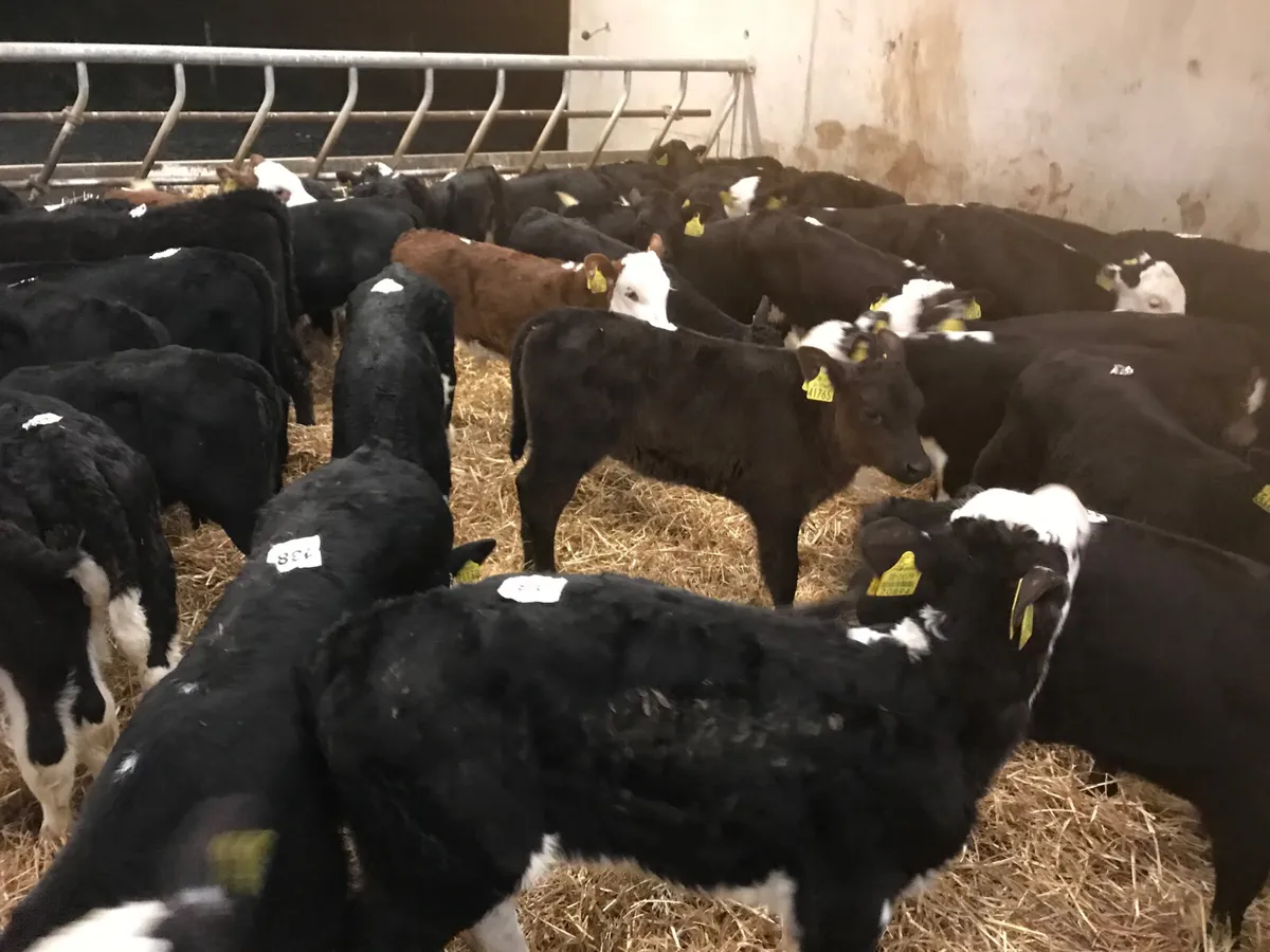 Fresh Calves every Monday €30 off the sheet - Image 2