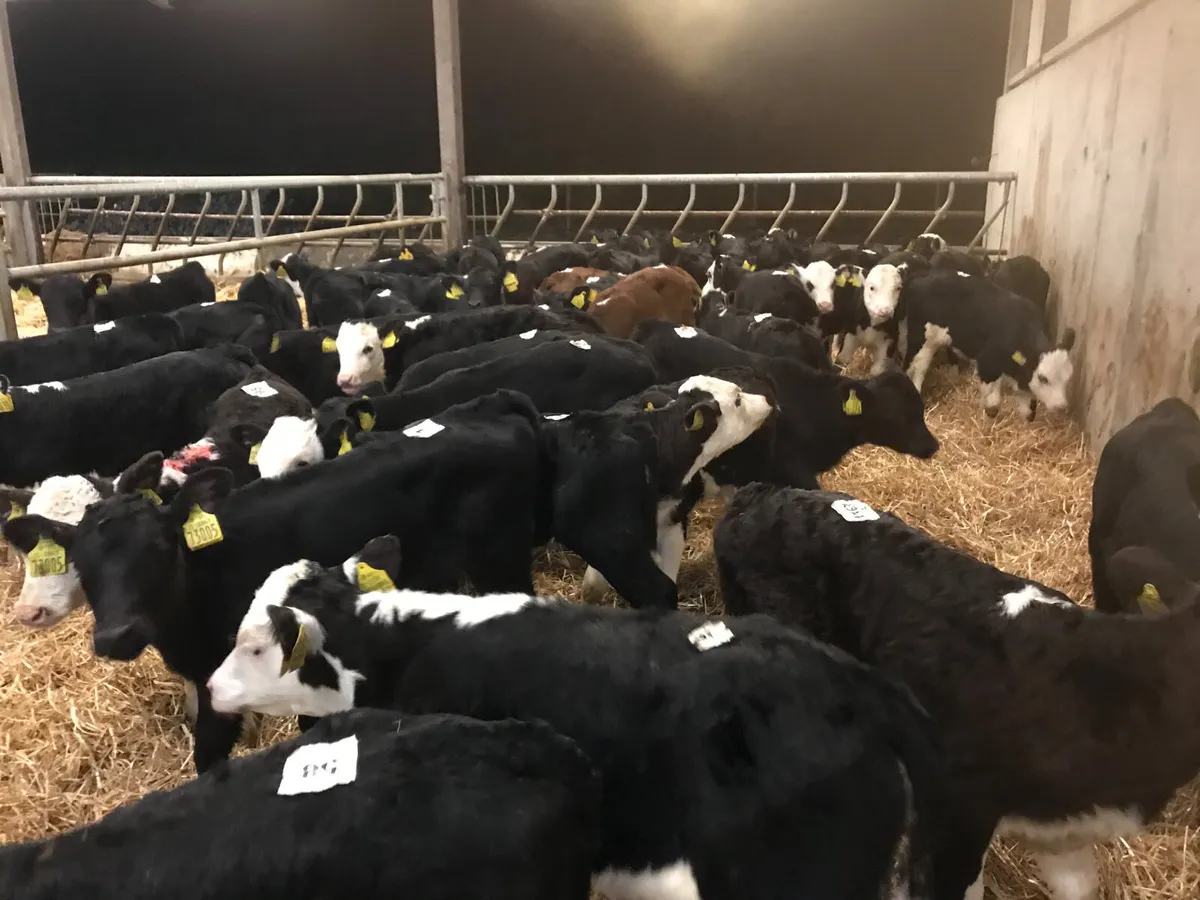 Fresh Calves every Monday €30 off the sheet - Image 2