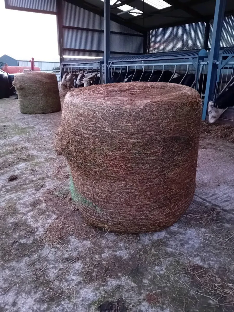 Silage for sale - Image 2