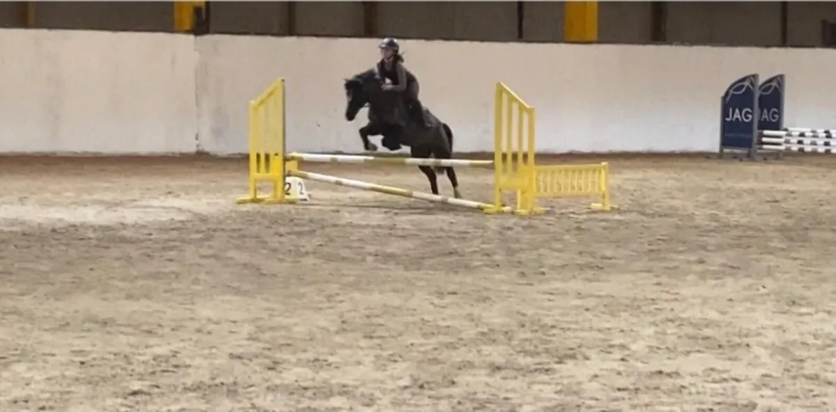 128 pony, great under 10 Sji pony, all rounder. - Image 2