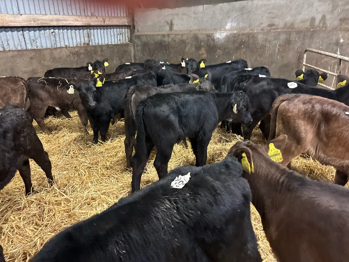 25 super Angus heifer calf’s - Image 2