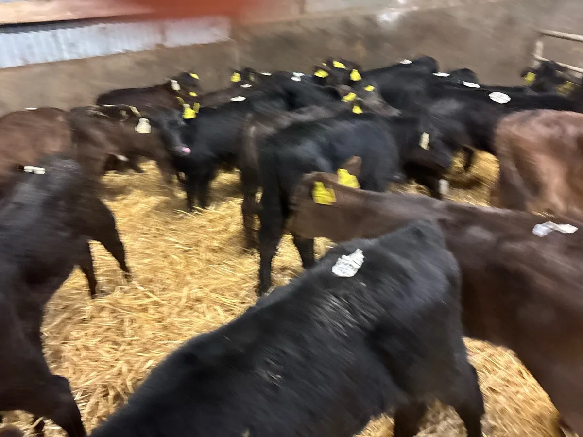 25 super Angus heifer calf’s - Image 3