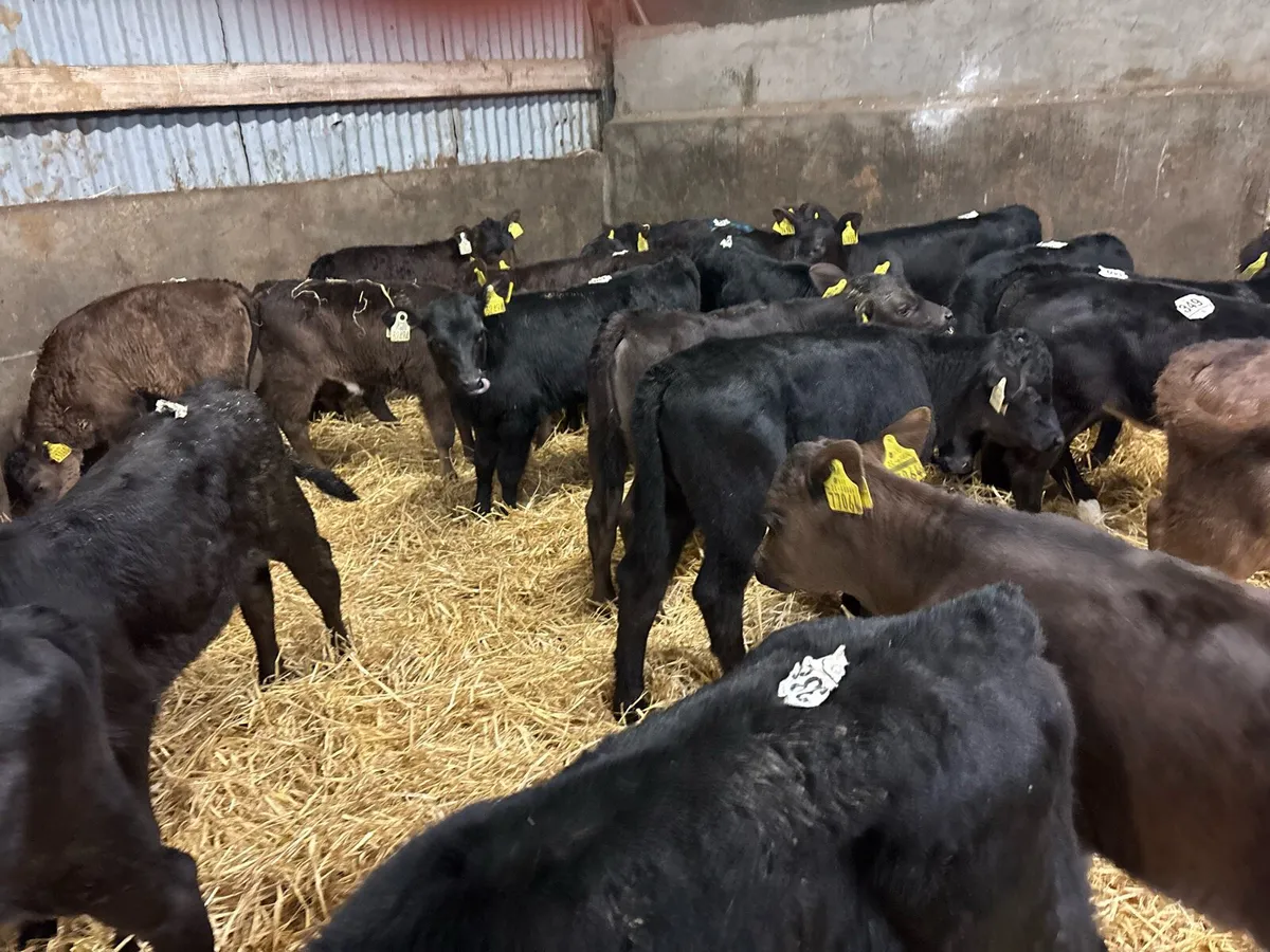 25 super Angus heifer calf’s - Image 4