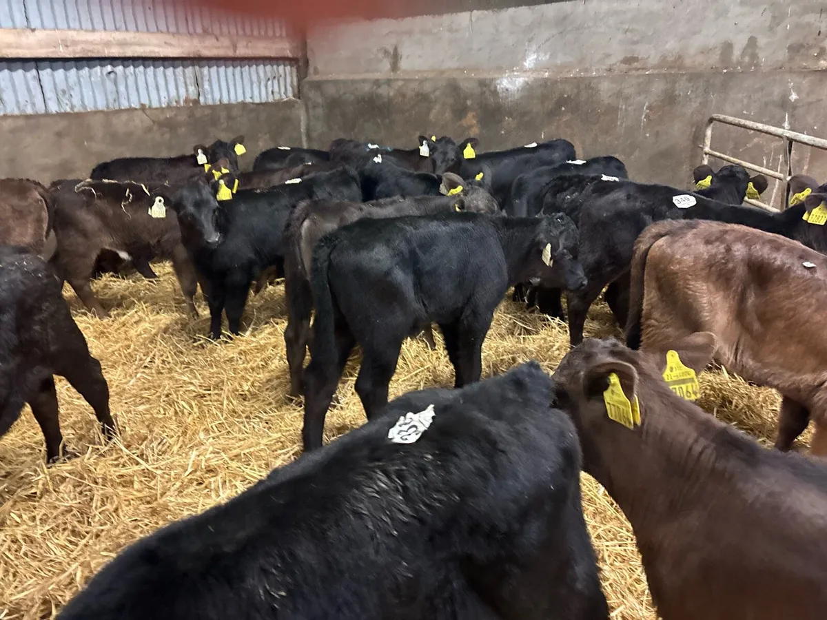 25 super Angus heifer calf’s - Image 1