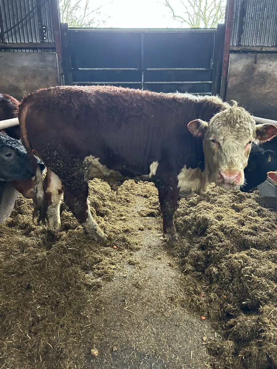 HEREFORD BULL - Image 2