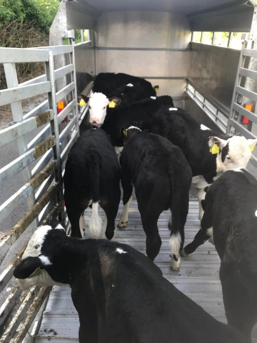 Calves every Monday €30 of the mart docket - Image 3