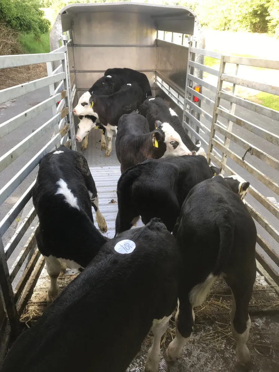 Calves every Monday €30 of the mart docket - Image 1