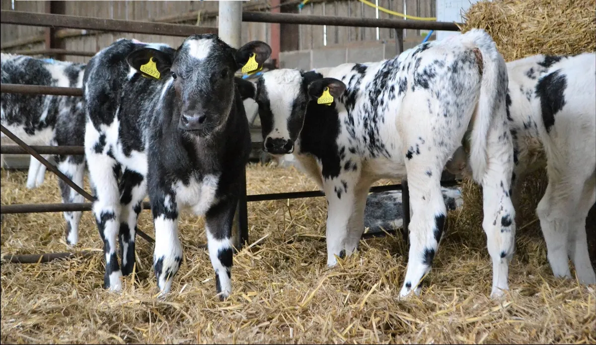 Calves every Monday €30 of the mart docket - Image 2