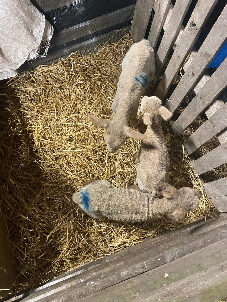 Lambs