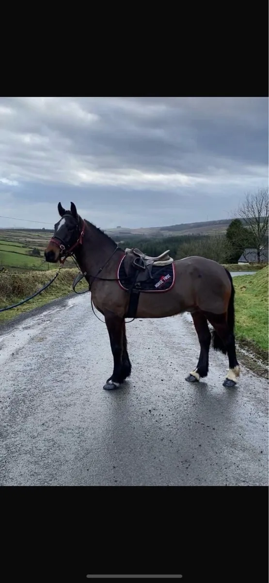 Quality 5 Year Old Cob Gelding - Image 1