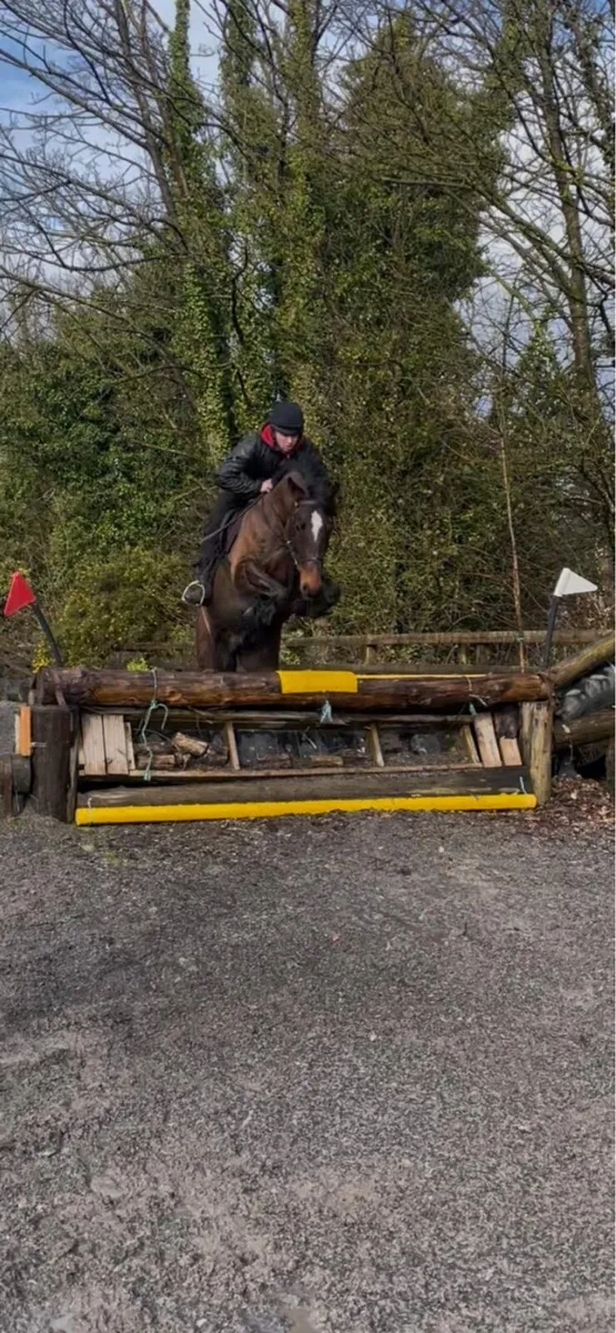 Quality 5 Year Old Cob Gelding - Image 2