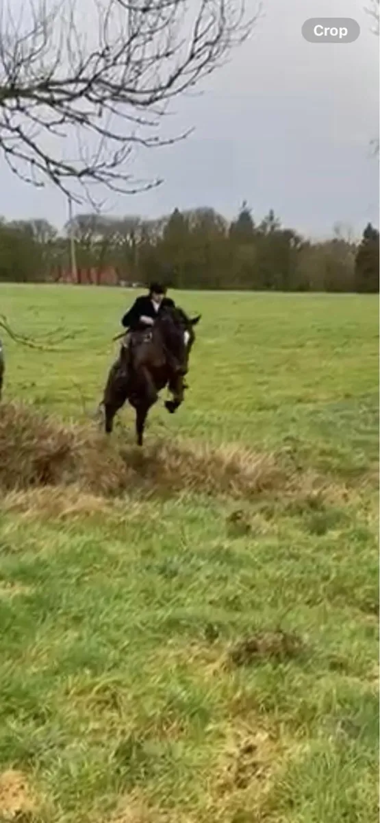 Quality 5 Year Old Cob Gelding - Image 3