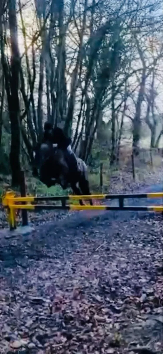 Quality 5 Year Old Cob Gelding - Image 4