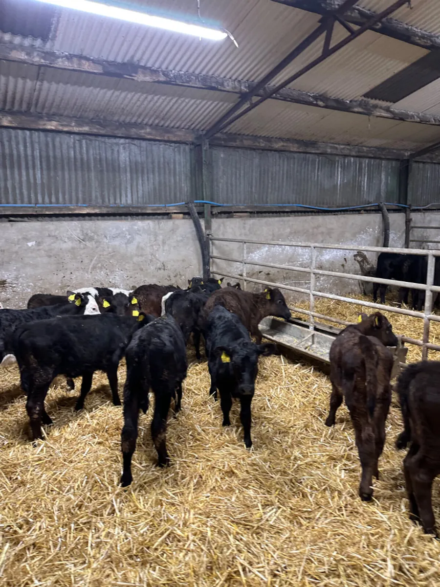 Reared heifers - Image 1