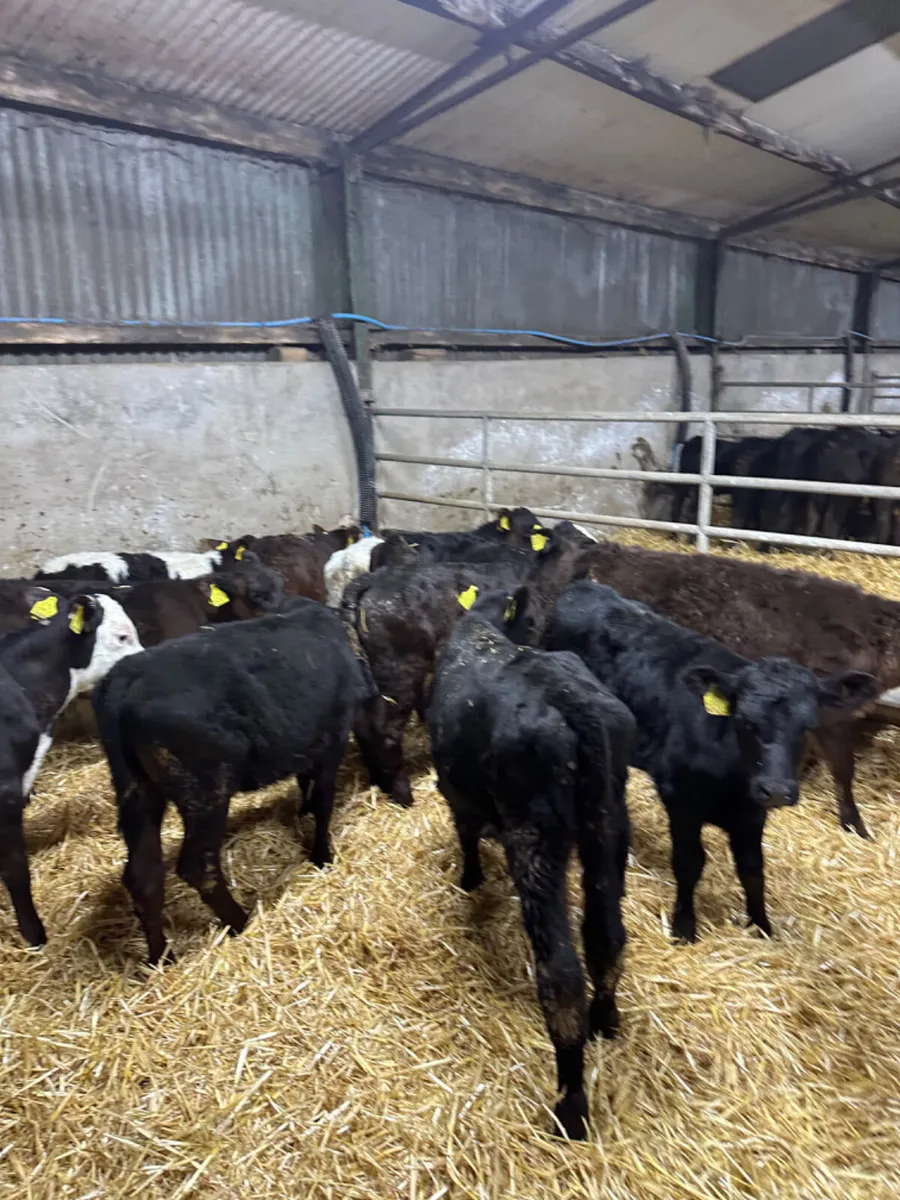 Reared heifers - Image 4