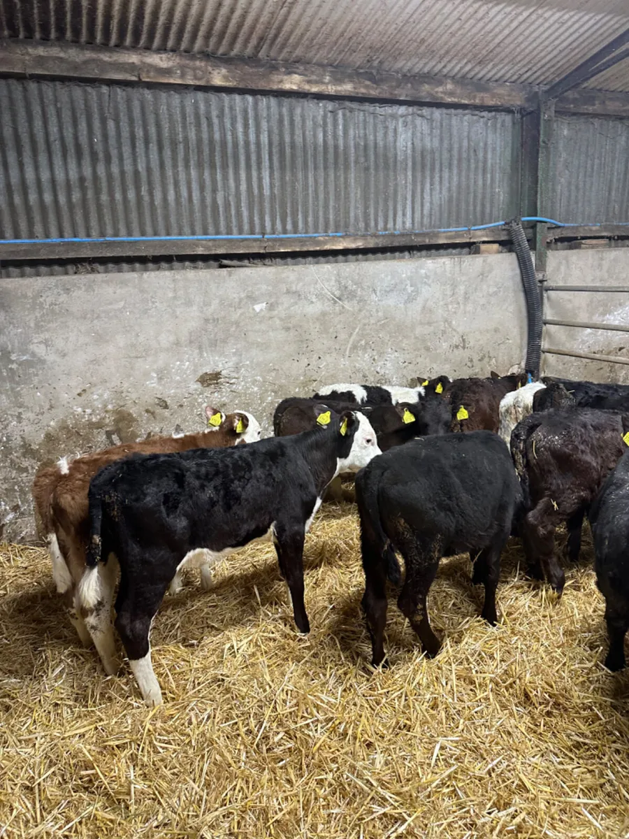 Reared heifers - Image 2