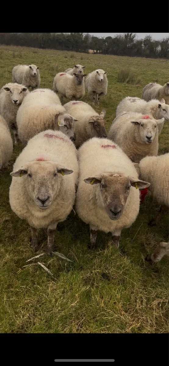 2 yr old in-lamb ewes - Image 1