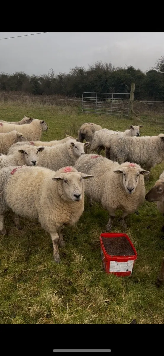 2 yr old in-lamb ewes - Image 2