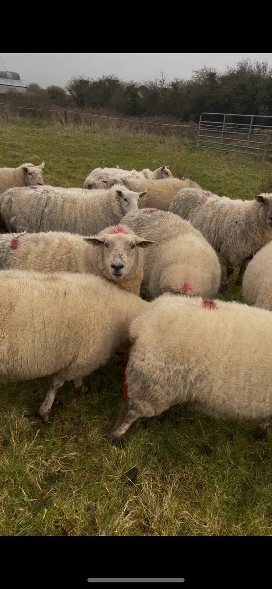 2 yr old in-lamb ewes - Image 3
