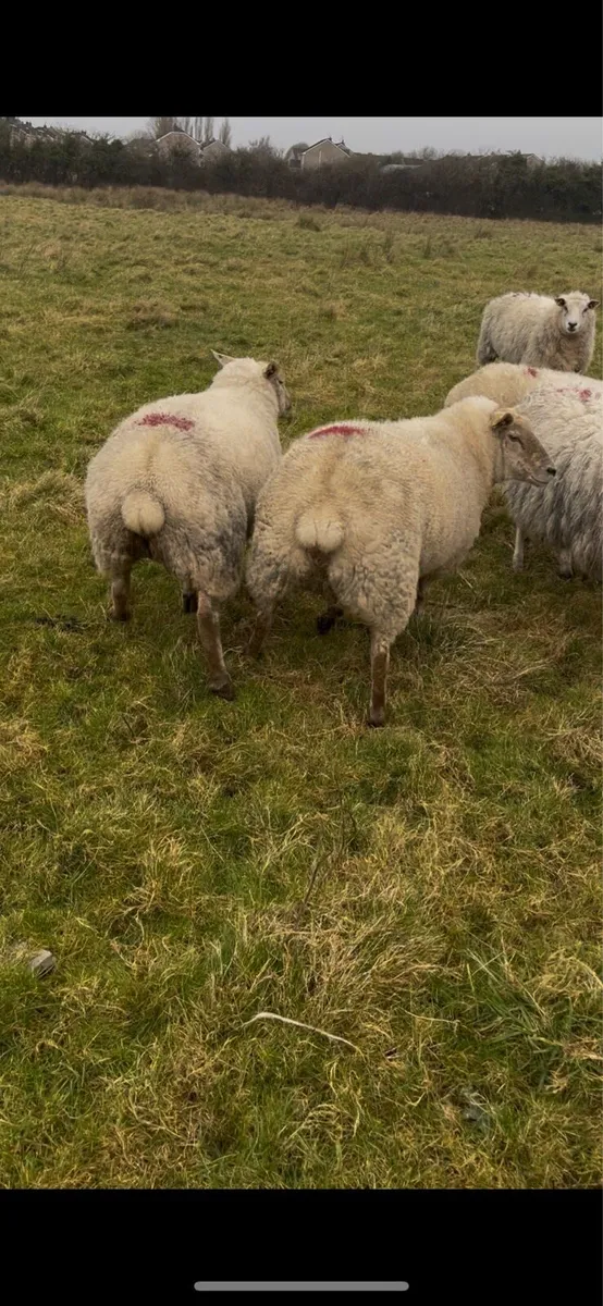 2 yr old in-lamb ewes - Image 4