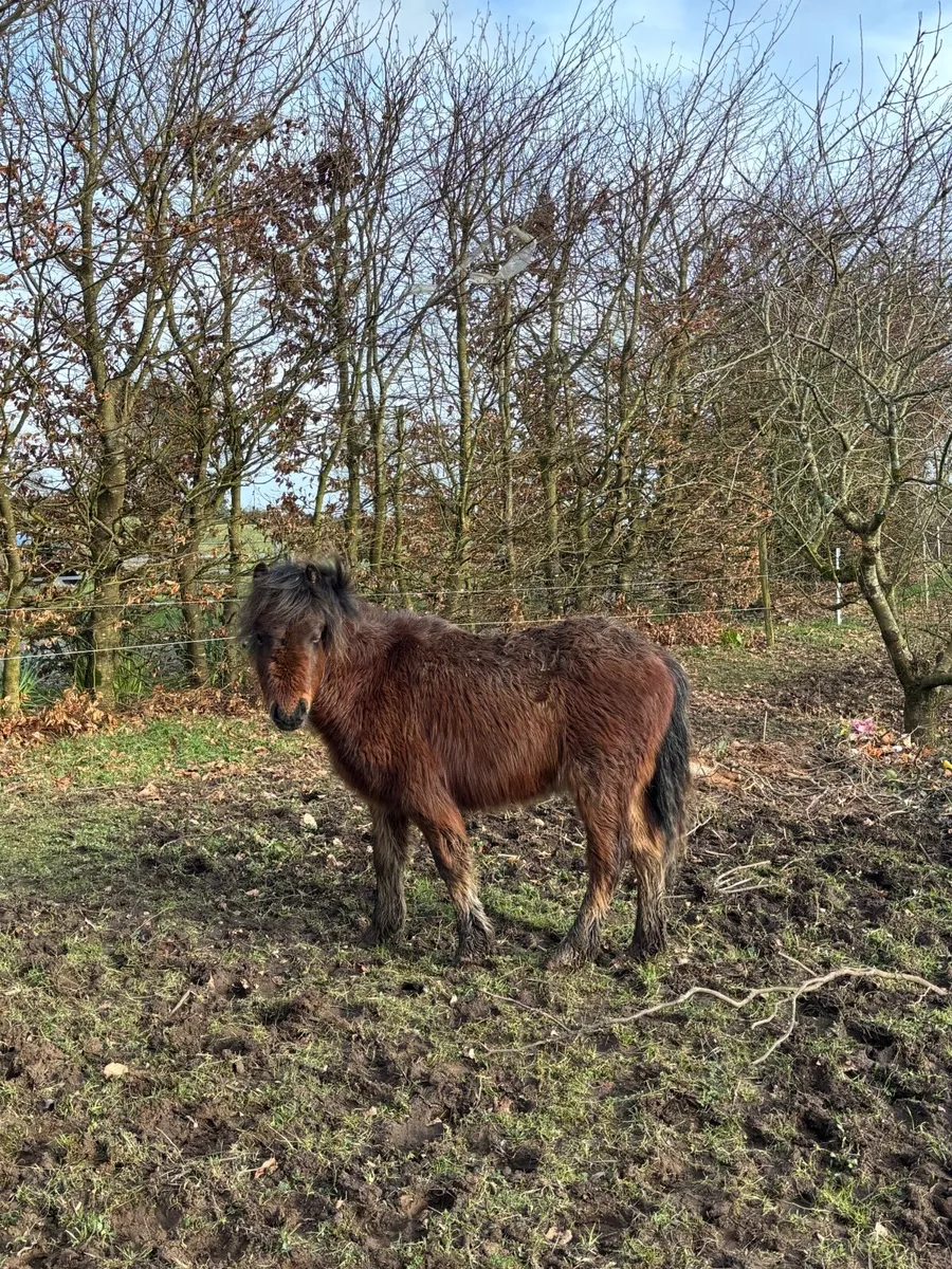 Kerry Bog Pony Colt - Image 4