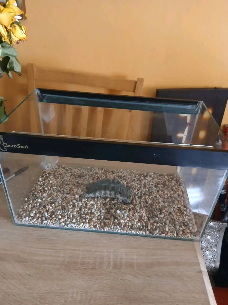 Fishtank - Image 2