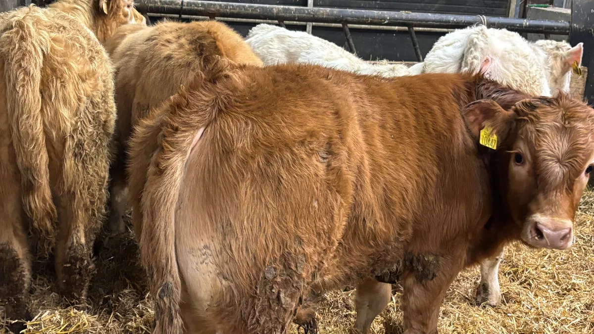 5 Quality Suckler Bull Wealings - Image 3