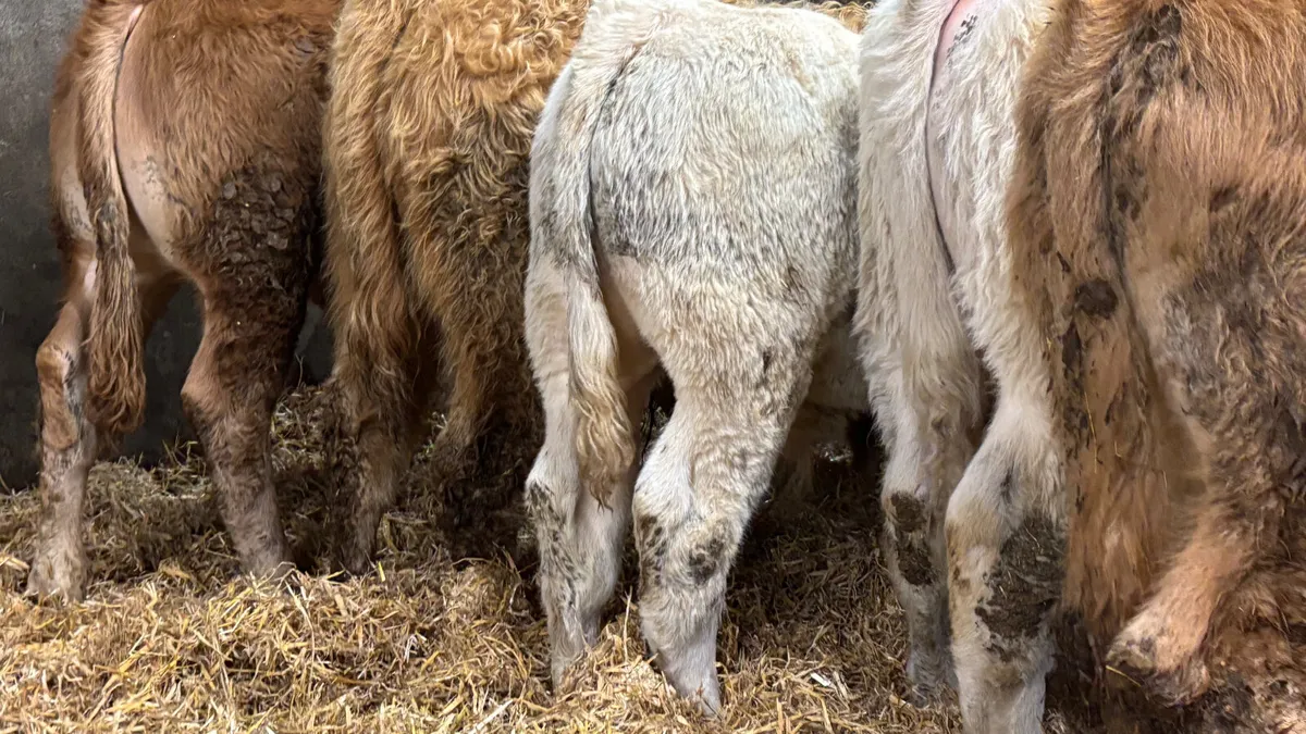 5 Quality Suckler Bull Wealings - Image 2