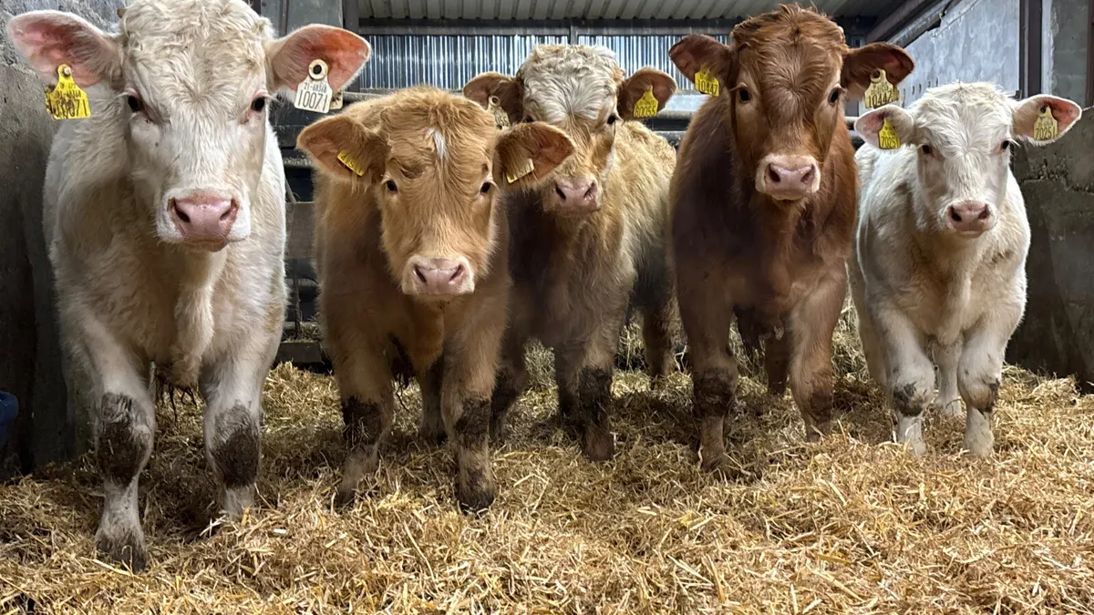 5 Quality Suckler Bull Wealings - Image 1