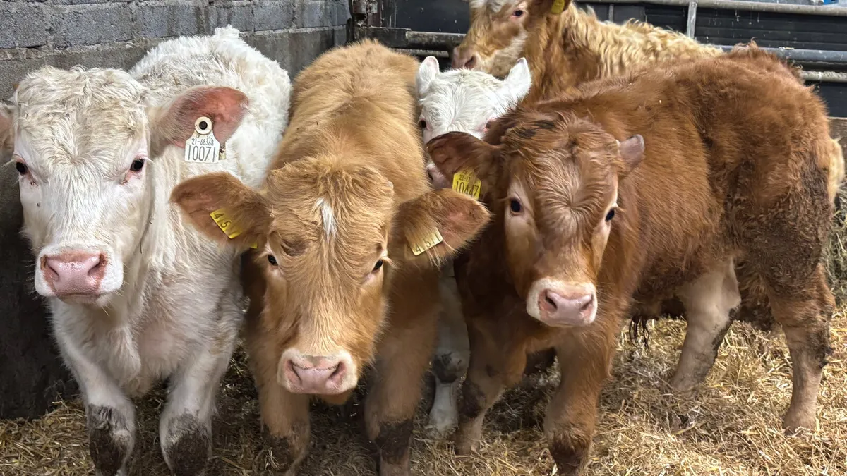 5 Quality Suckler Bull Wealings - Image 4