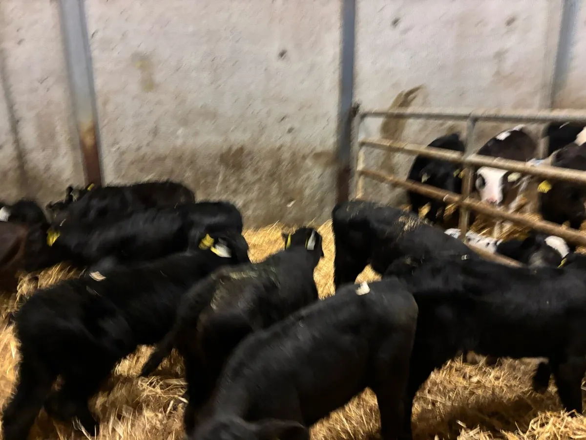 12 super strong Angus bull calf’s - Image 1