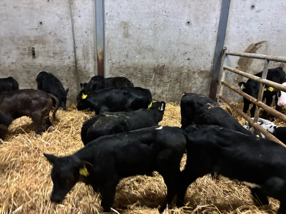 12 super strong Angus bull calf’s - Image 2
