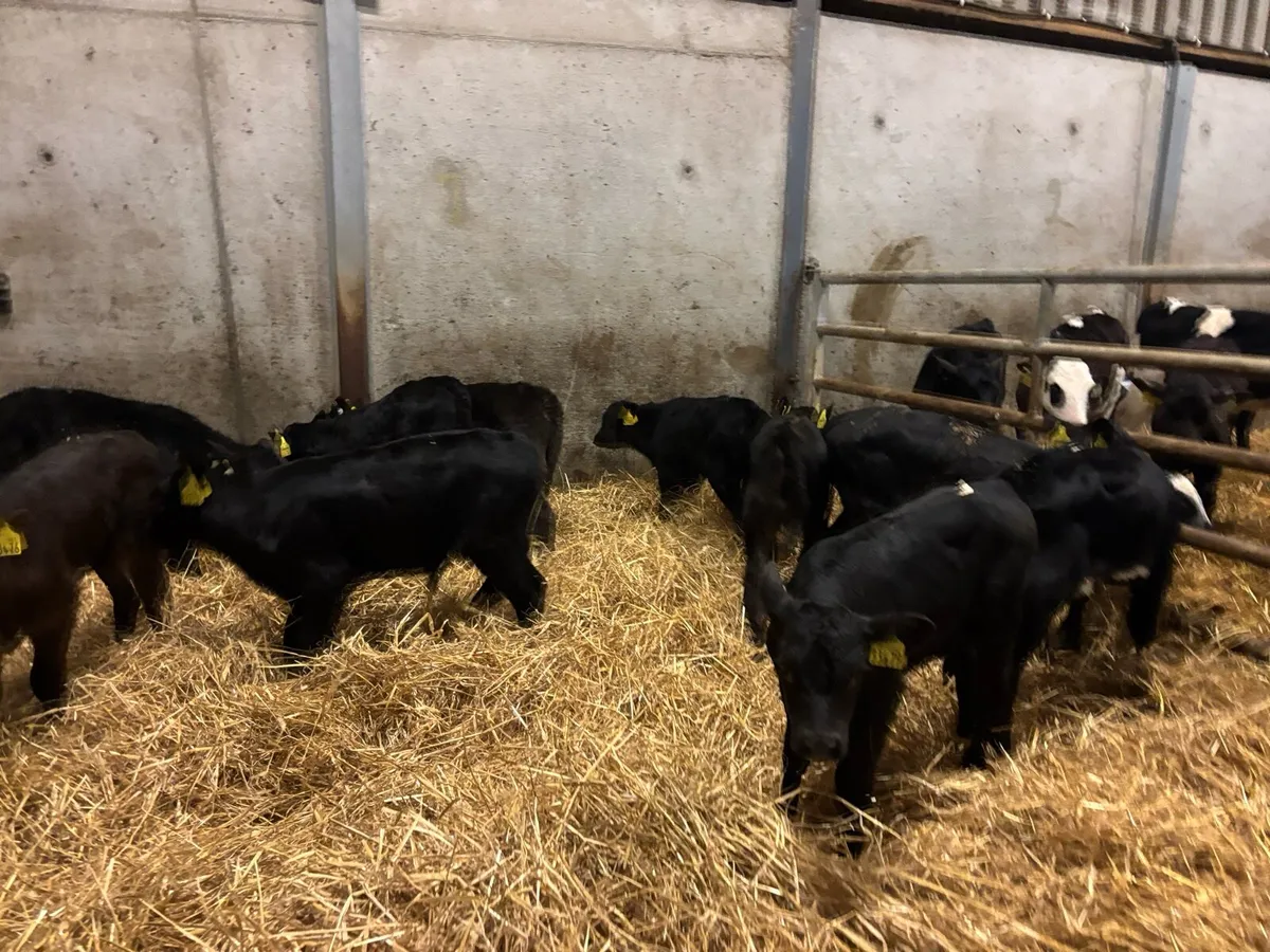 12 super strong Angus bull calf’s - Image 3