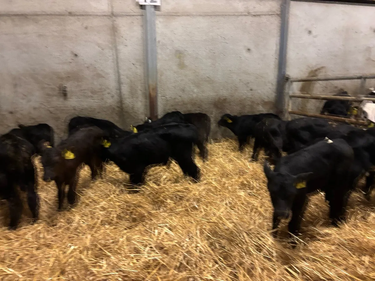 12 super strong Angus bull calf’s - Image 4
