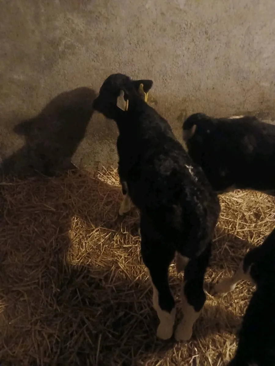 fully organic British fresian bull calf - Image 2