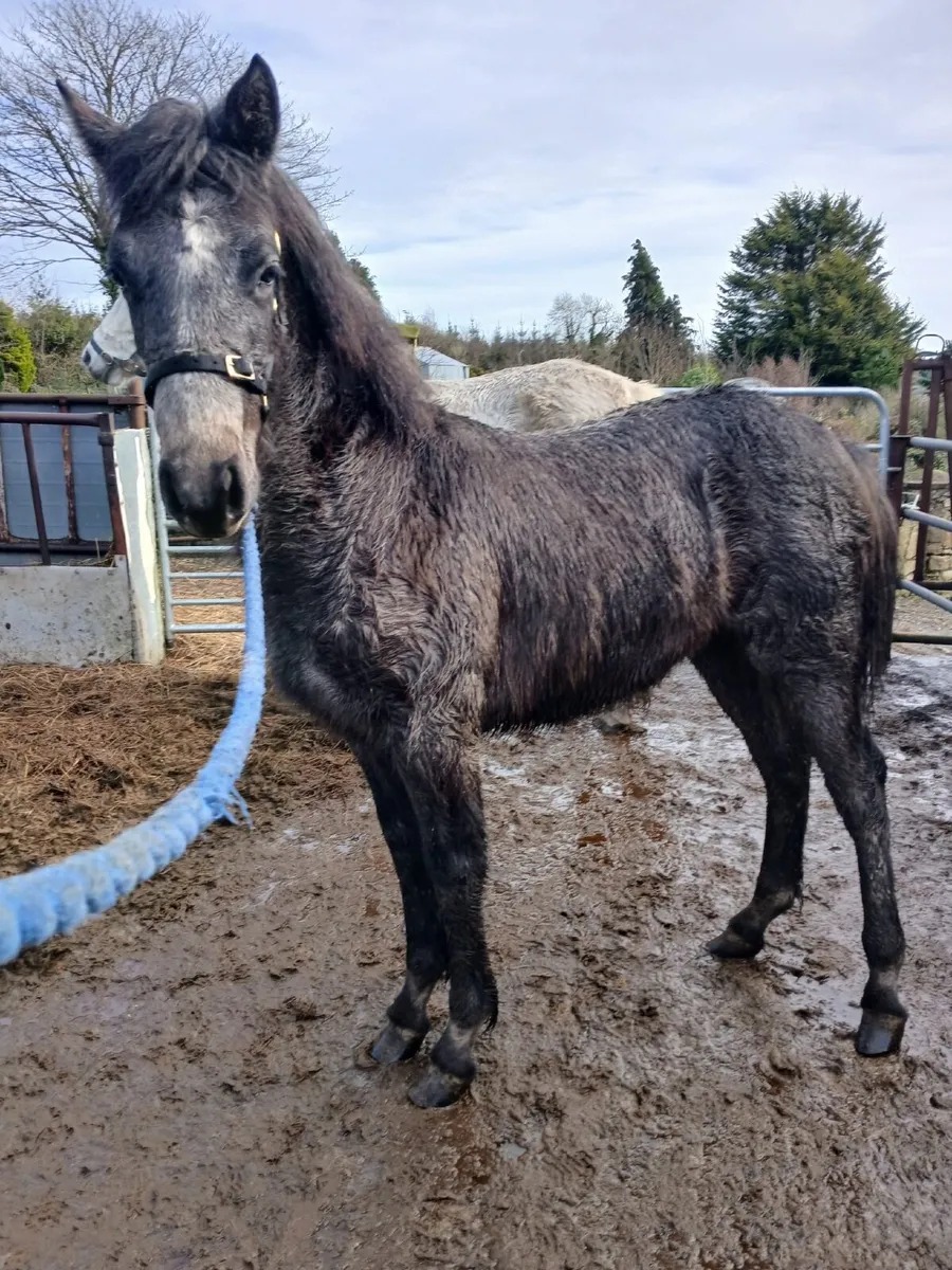 Connemara Foal - Image 1
