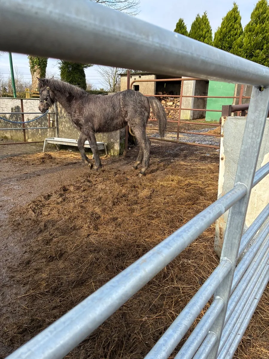 Connemara Foal - Image 4