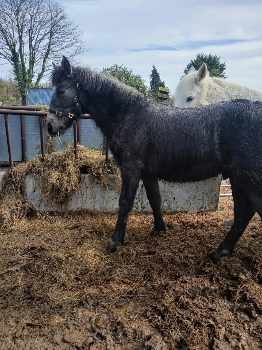 Connemara Foal - Image 2
