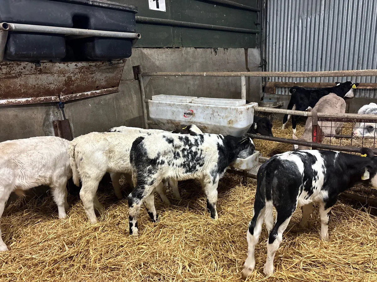 5 super Belgian blue bull calf’s - Image 1