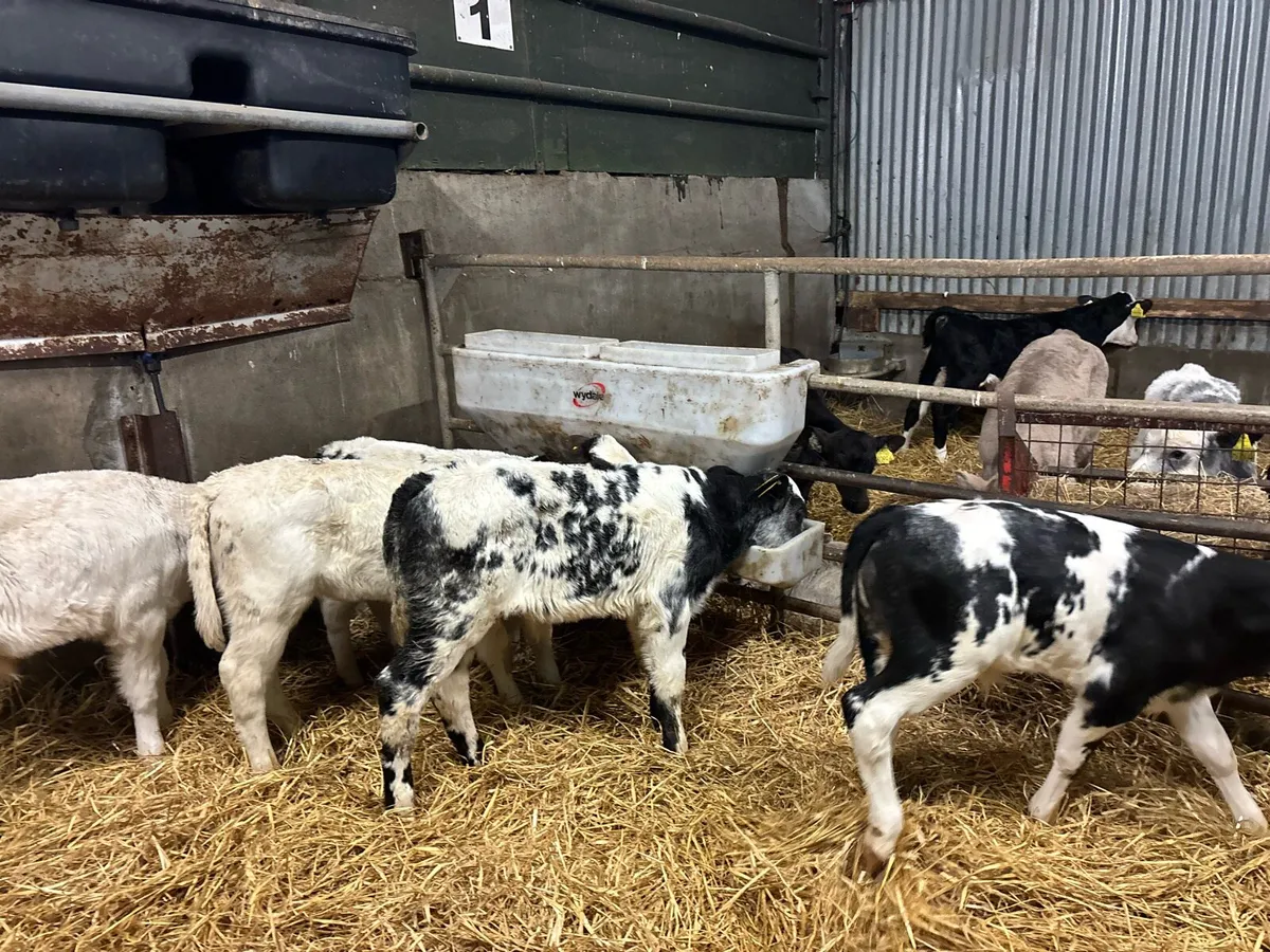 5 super Belgian blue bull calf’s - Image 2