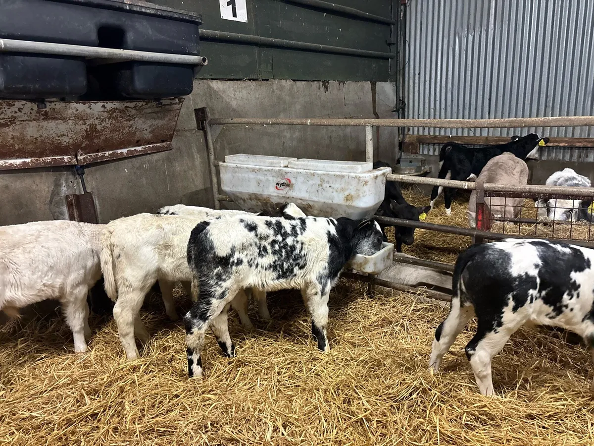 5 super Belgian blue bull calf’s - Image 3