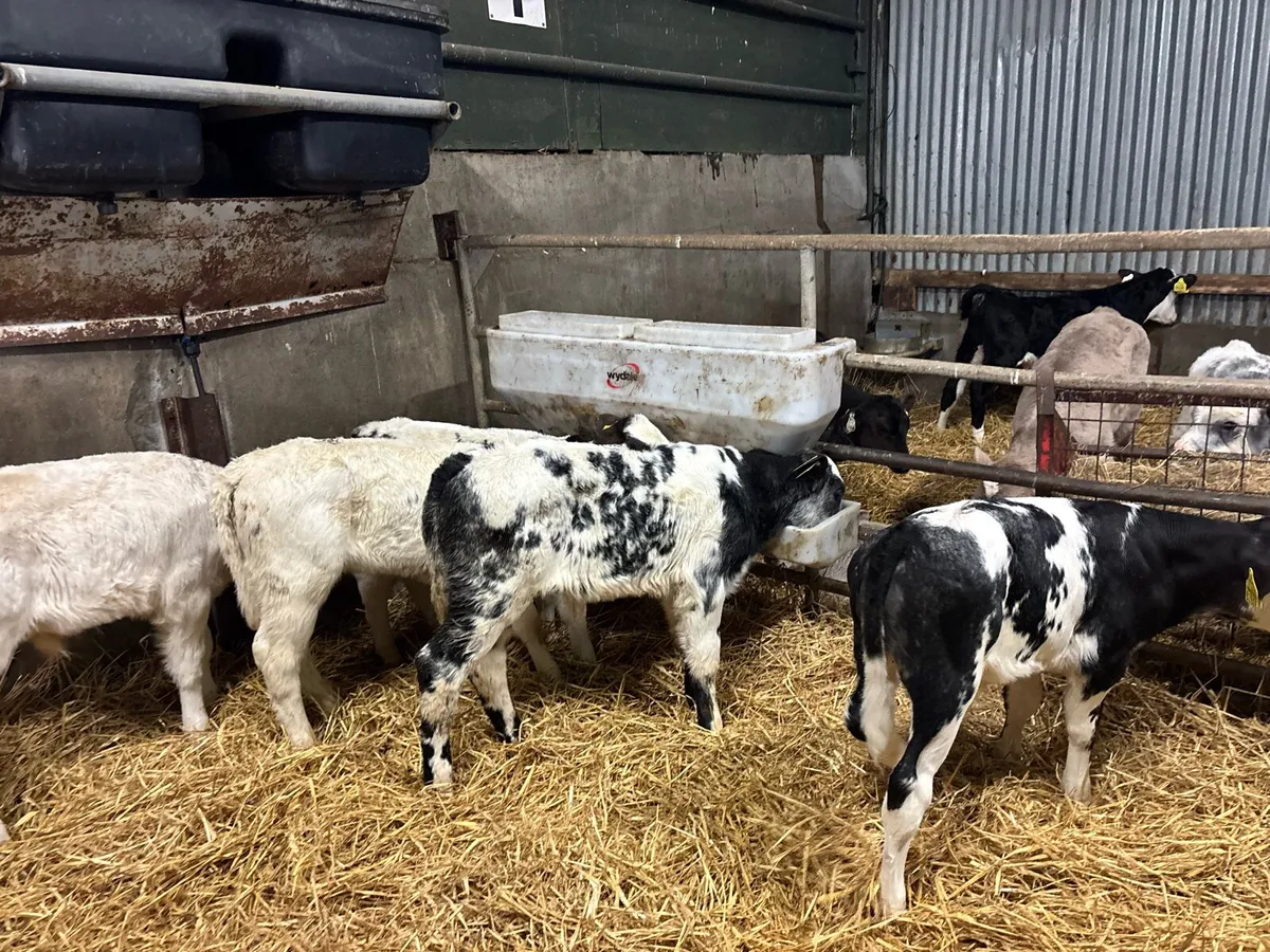 5 super Belgian blue bull calf’s - Image 4