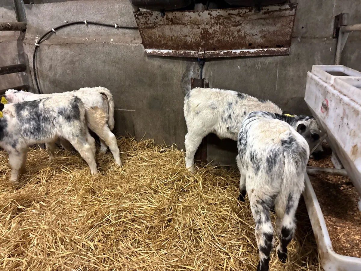 5 super Belgian blue heifer calf’s - Image 3