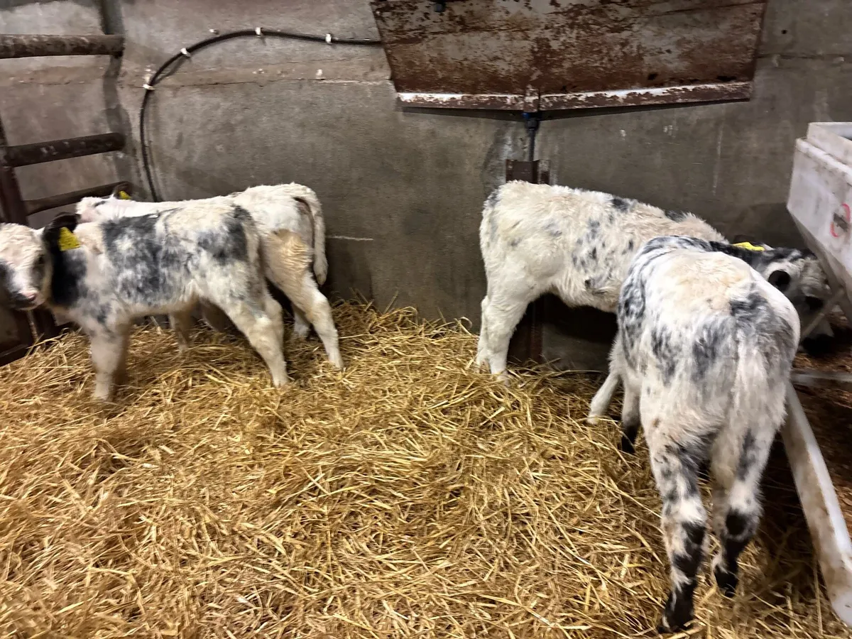 5 super Belgian blue heifer calf’s - Image 1