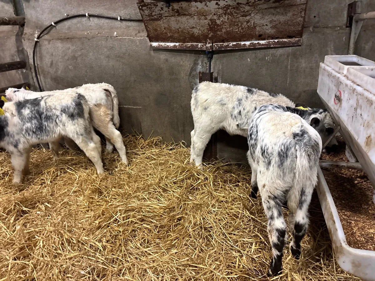 5 super Belgian blue heifer calf’s - Image 2