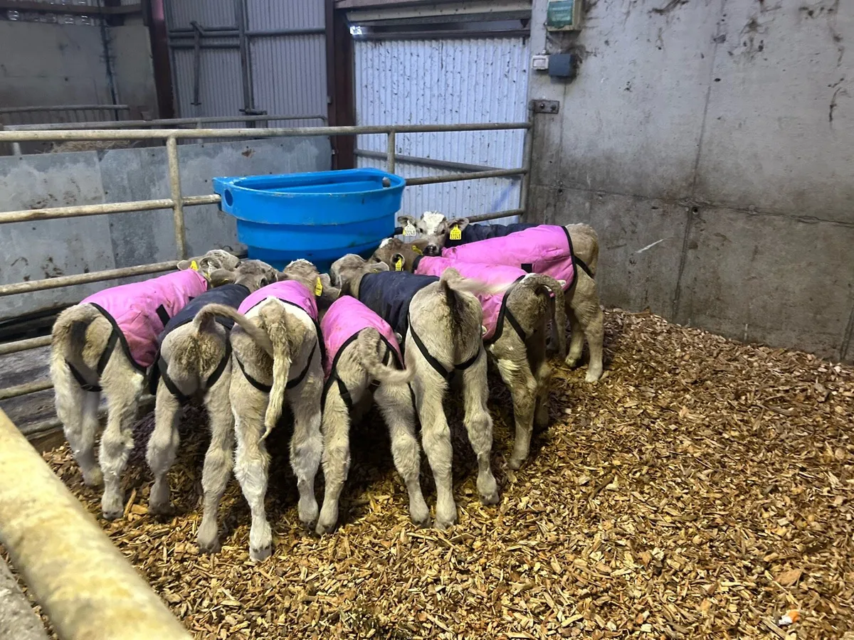 CH & BB bull calves - Image 1