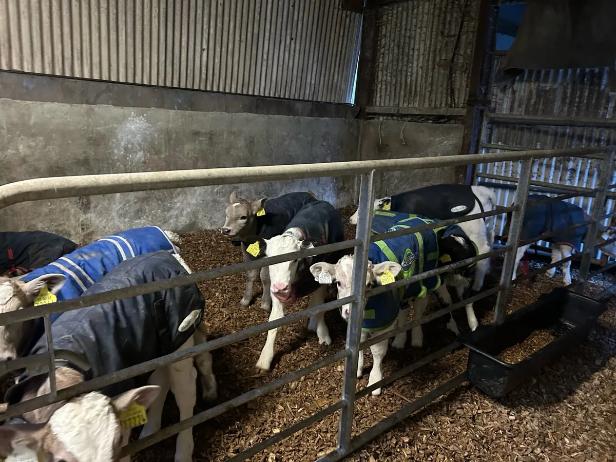 CH & BB bull calves - Image 2