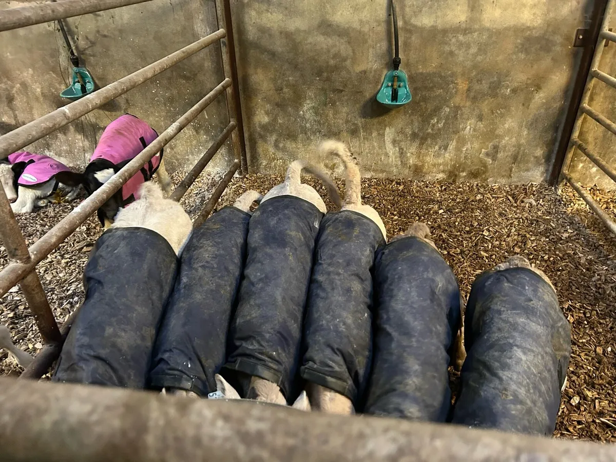 CH & BB bull calves - Image 3