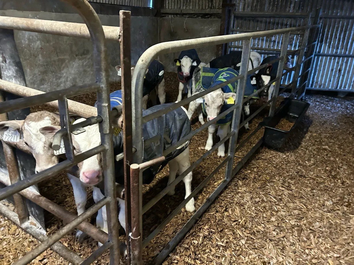 CH & BB bull calves - Image 4